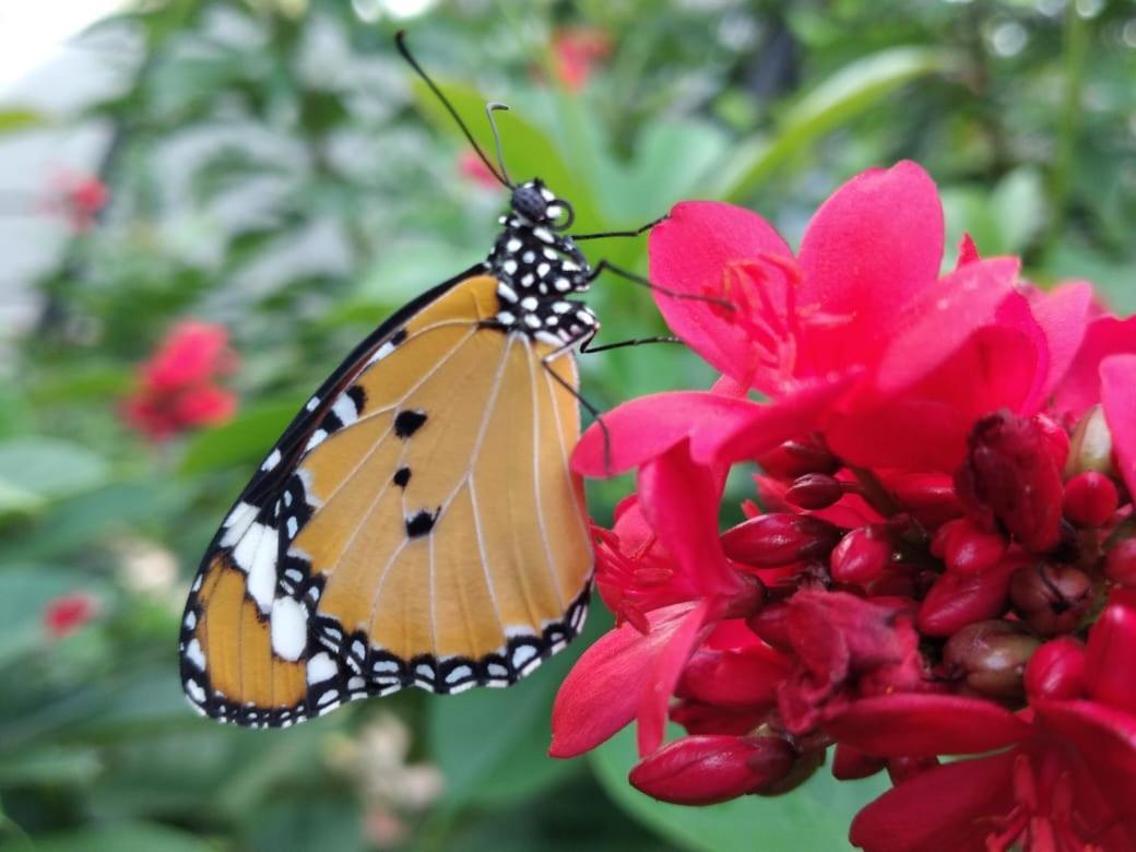 Ceylon Kingsmen Garden Hotel - Katunayake เนกอมโบ ภายนอก รูปภาพ