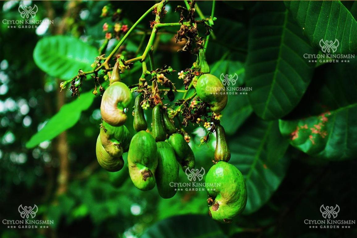 Ceylon Kingsmen Garden Hotel - Katunayake เนกอมโบ ภายนอก รูปภาพ