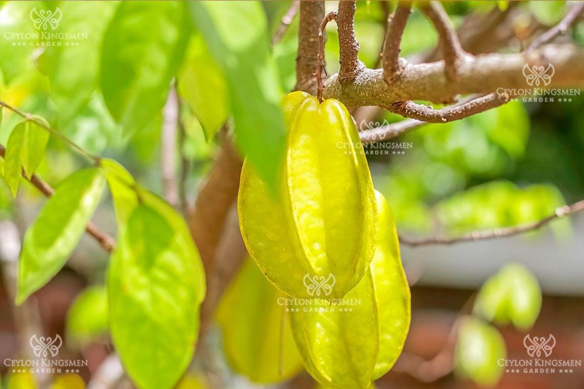 Ceylon Kingsmen Garden Hotel - Katunayake เนกอมโบ ภายนอก รูปภาพ