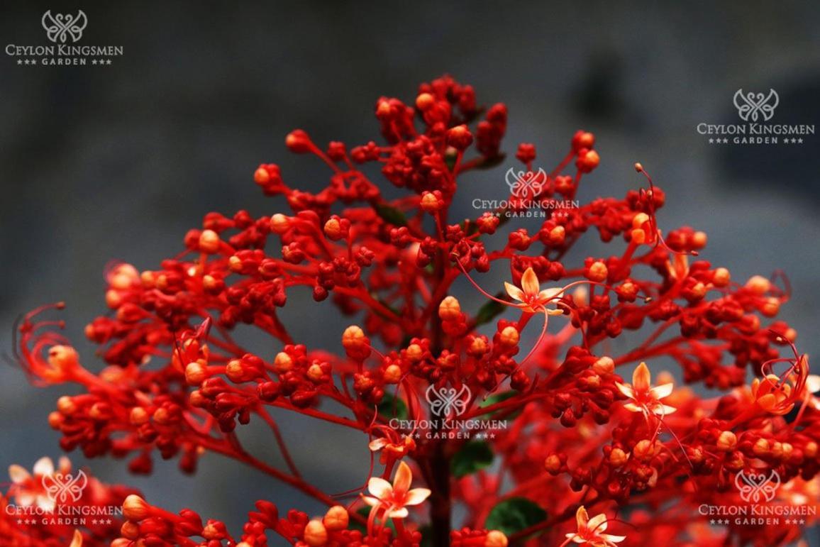 Ceylon Kingsmen Garden Hotel - Katunayake เนกอมโบ ภายนอก รูปภาพ