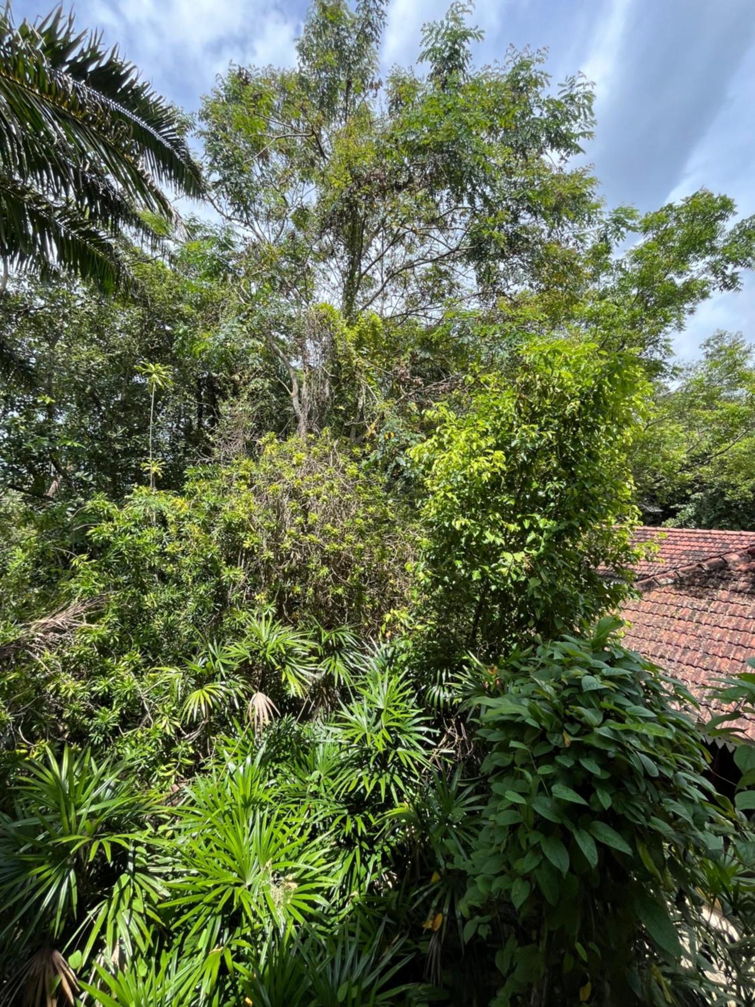 Ceylon Kingsmen Garden Hotel - Katunayake เนกอมโบ ภายนอก รูปภาพ